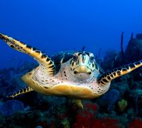 Tortue guadeloupéenne de face