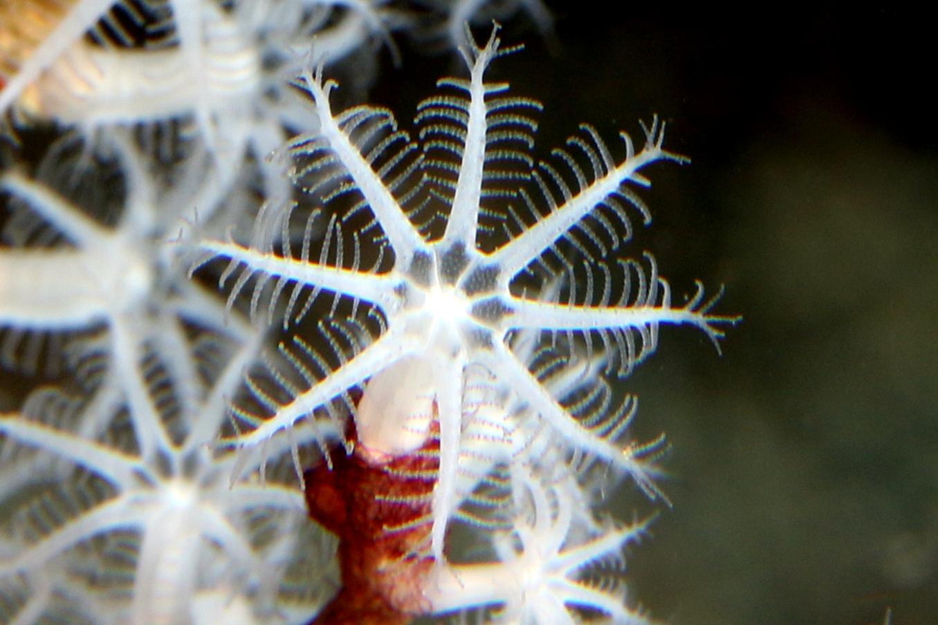 Image illustrative - octocoralliaire
