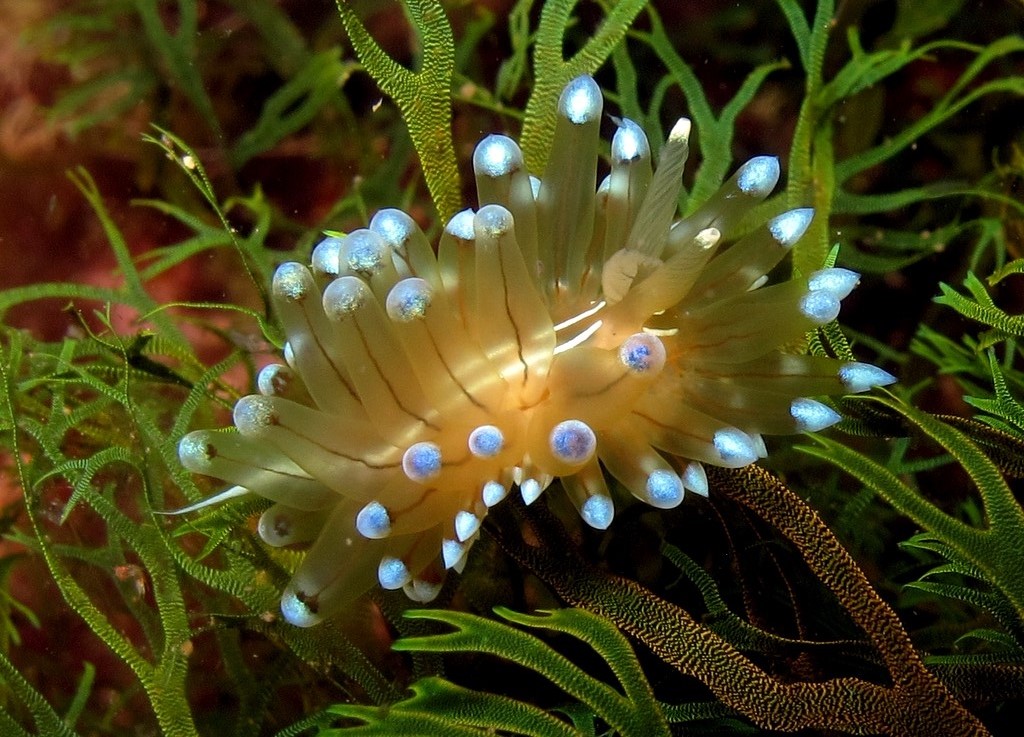 Image illustrative - Nudibranche