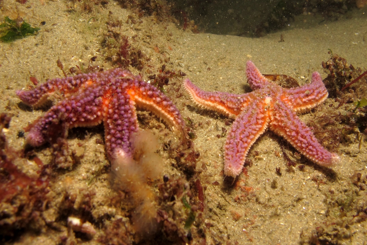 Deux étoiles de mer