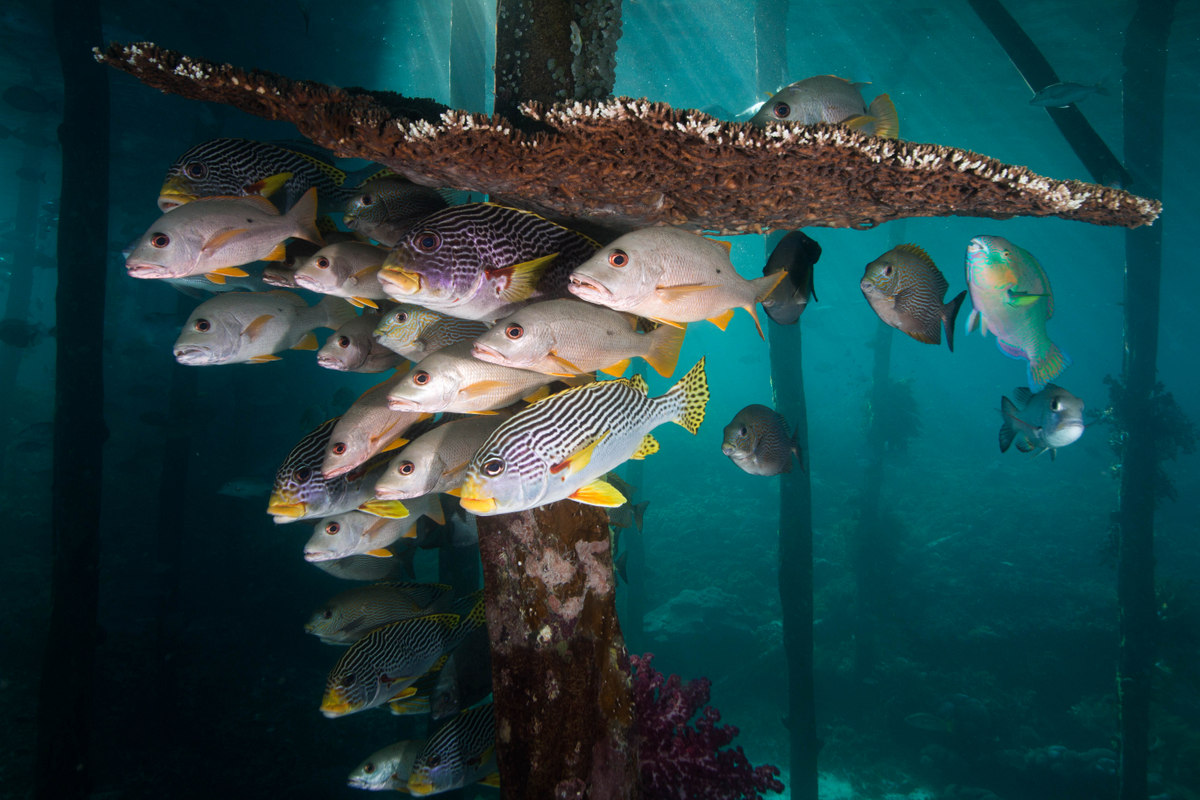 Gatherins sous une table de madréporaires sur pile de ponton