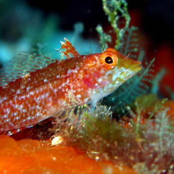 Poisson Méditerranée Carré pour menu
