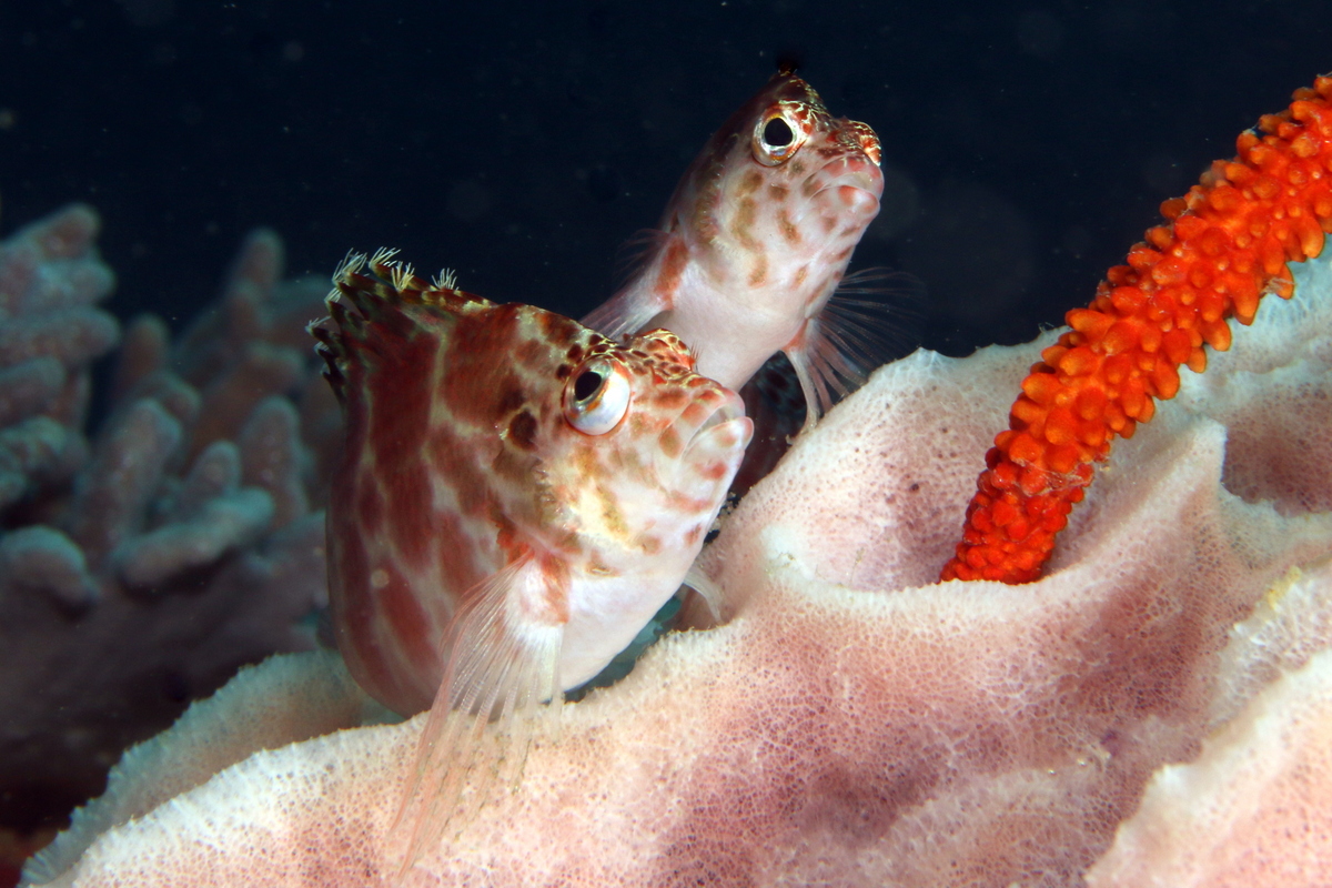 Deux poissons faucon