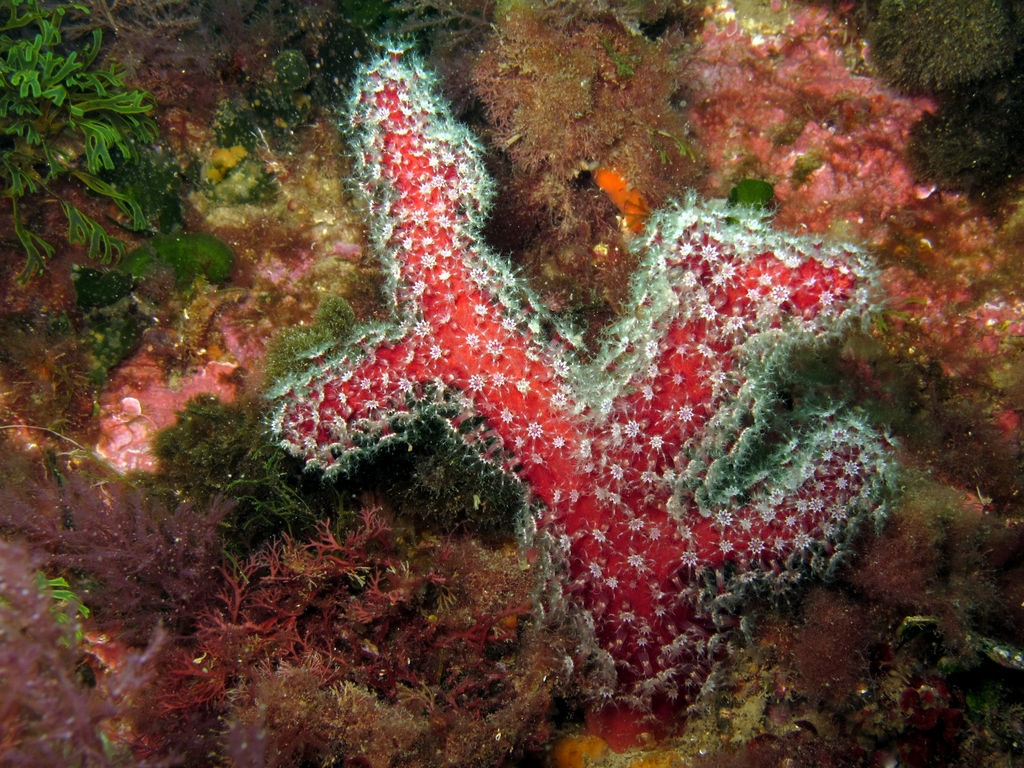Alcyon Méditerranée