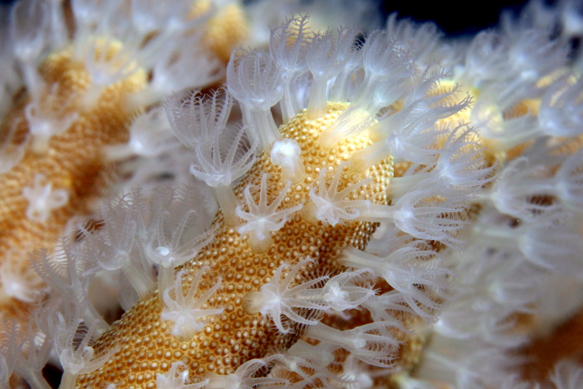Polypes en macro