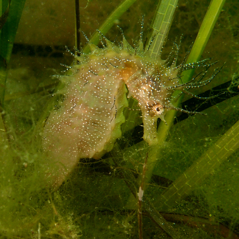 Hippocampe photo carrée pour menu