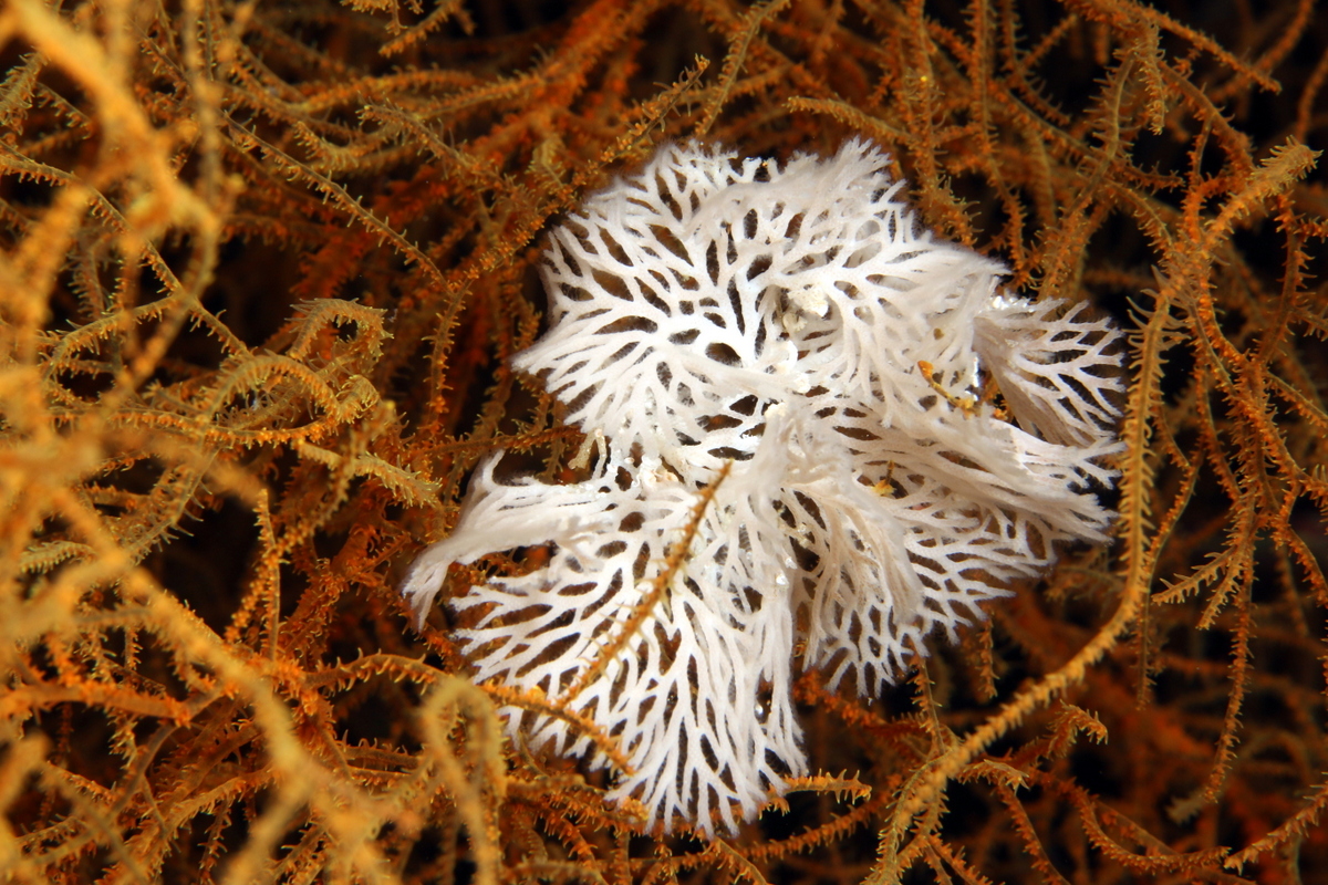Bryozoaire dans gorgone
