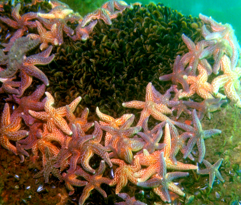 Ensemble d'étoiles de mer Bretagne