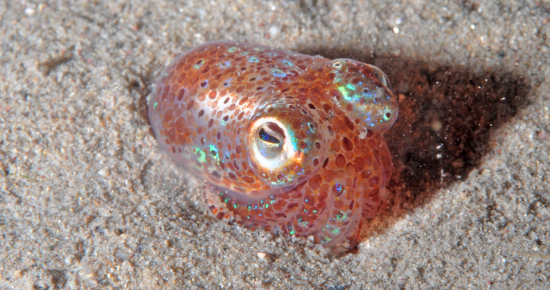 Sépiole de nuit en Méditerranée