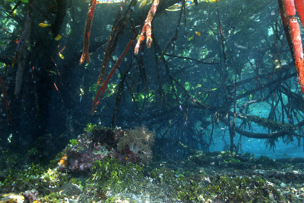Mangrove