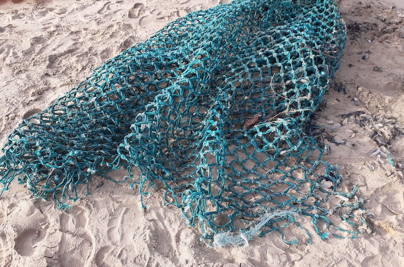 Filet épais de couleur : programme Fish&Click de l'IFREMER